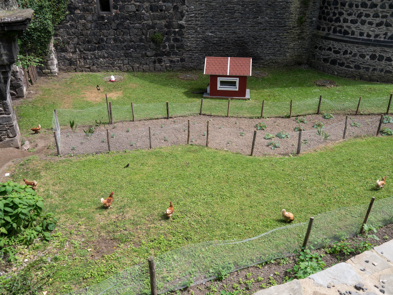 Hühner im Burggraben (1 von 1)